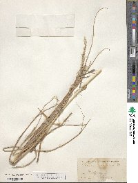 Panicum amarum image