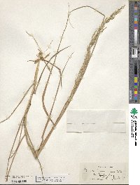 Panicum amarum var. amarum image