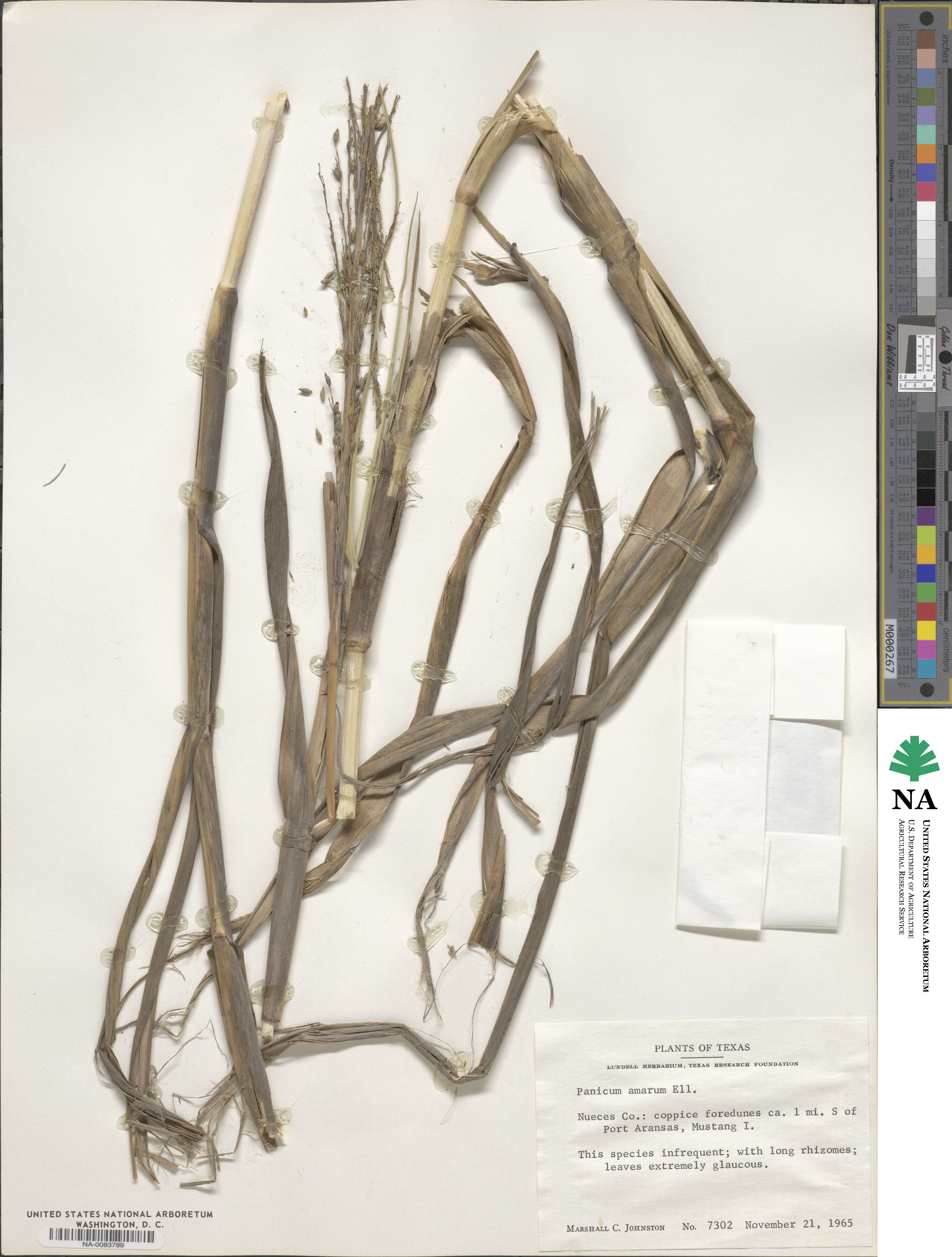 Panicum amarum image