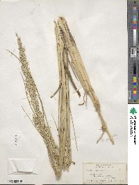 Panicum amarum image