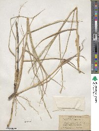 Panicum amarum var. amarum image