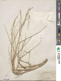 Panicum amarum image