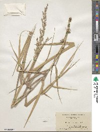 Panicum amarum var. amarum image