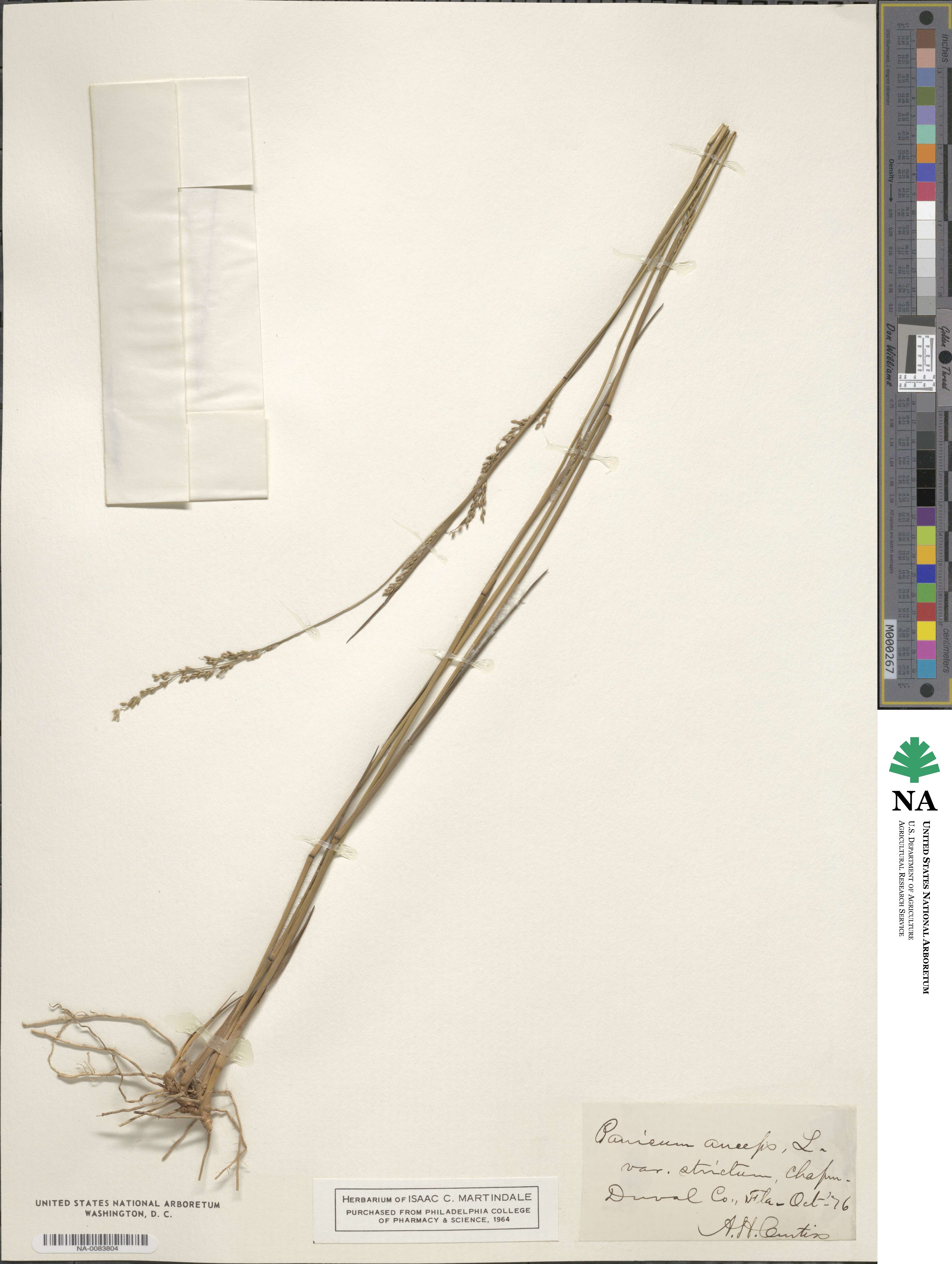 Coleataenia anceps image