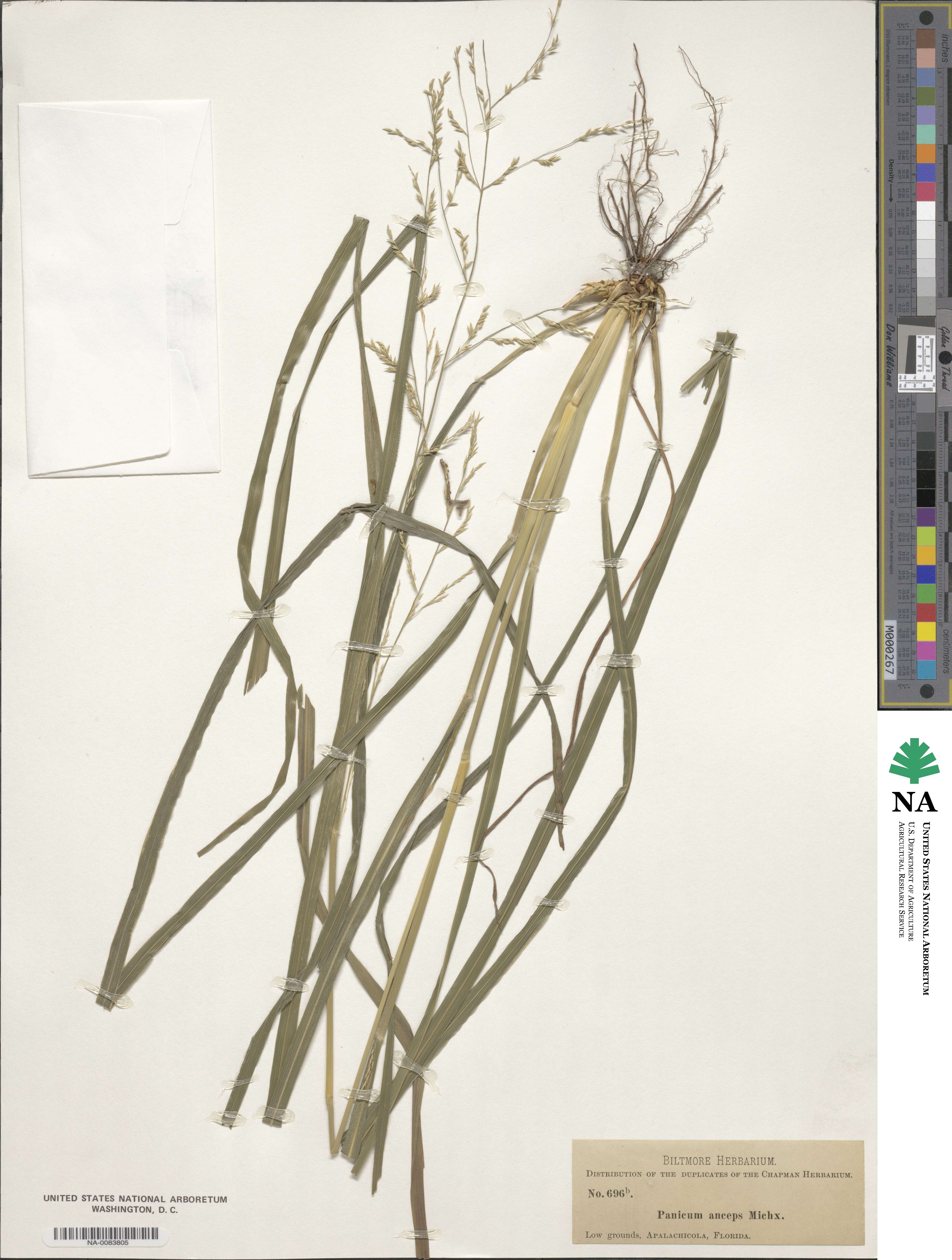 Coleataenia anceps image