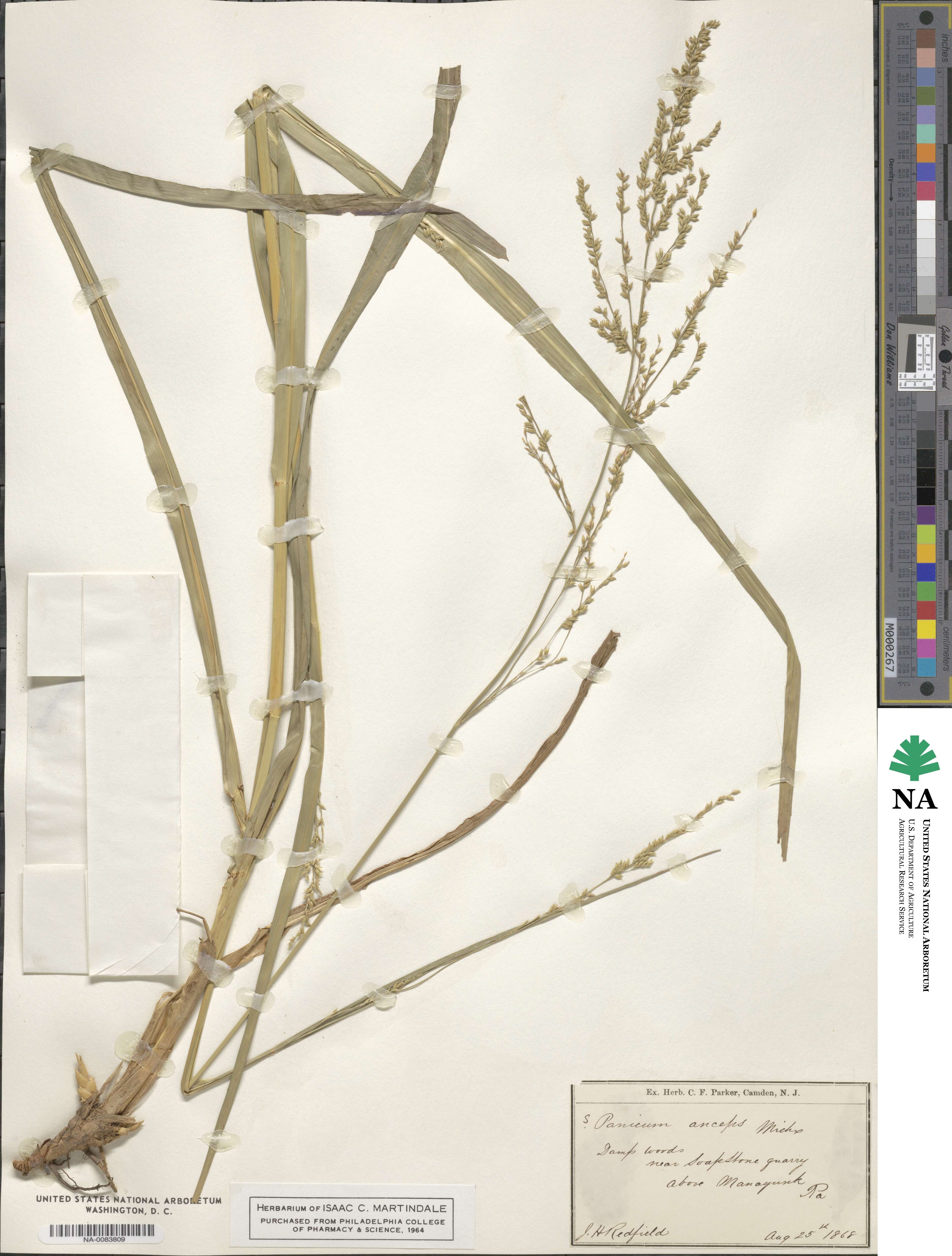 Coleataenia anceps image