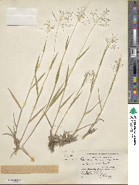 Panicum dichotomum image