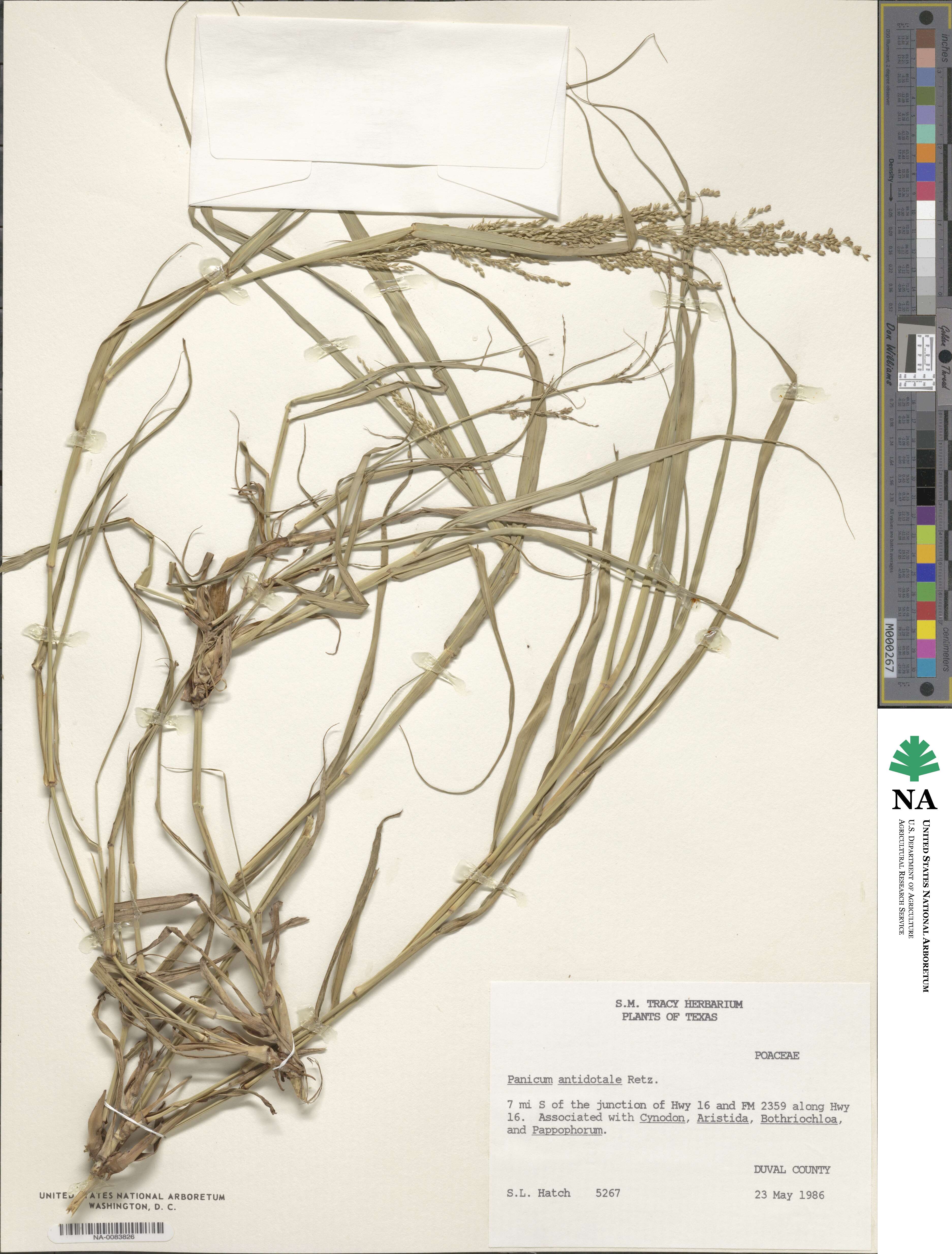 Panicum antidotale image