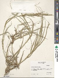 Panicum antidotale image