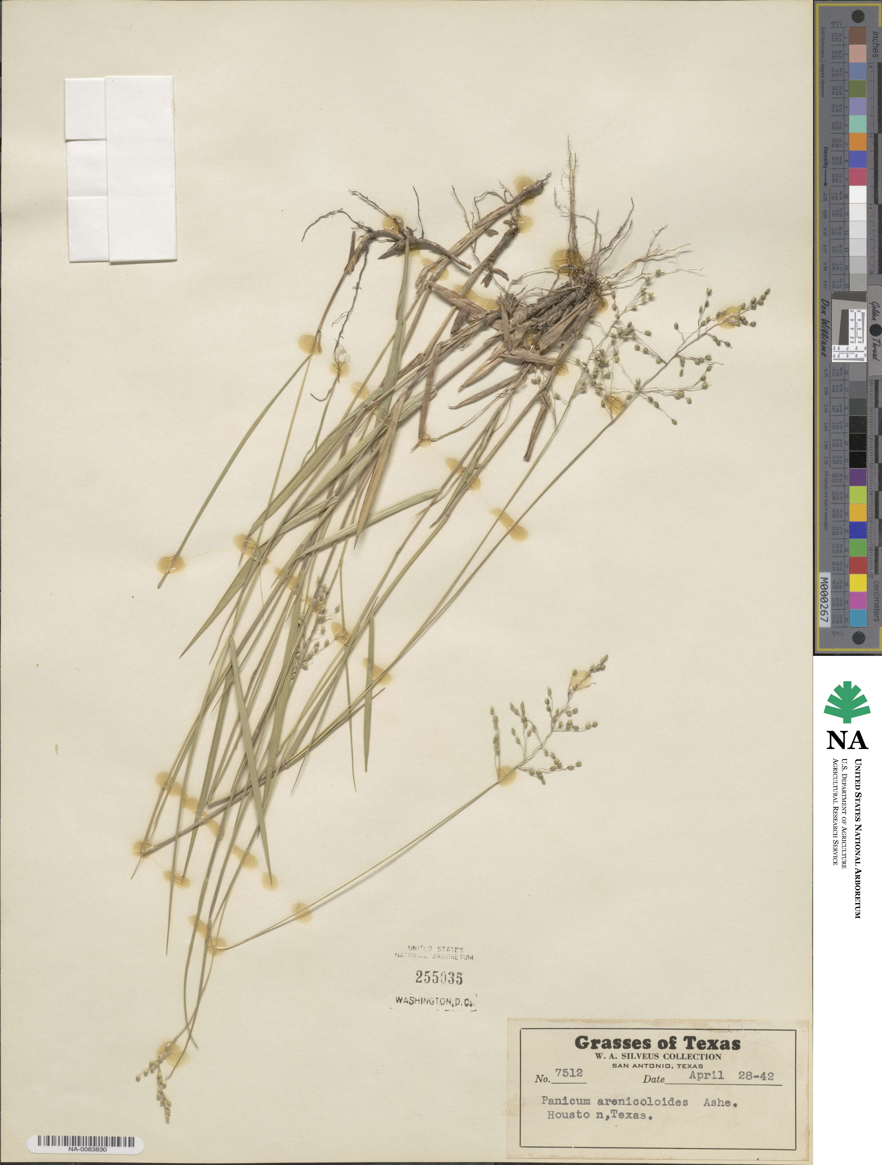 Dichanthelium aciculare image