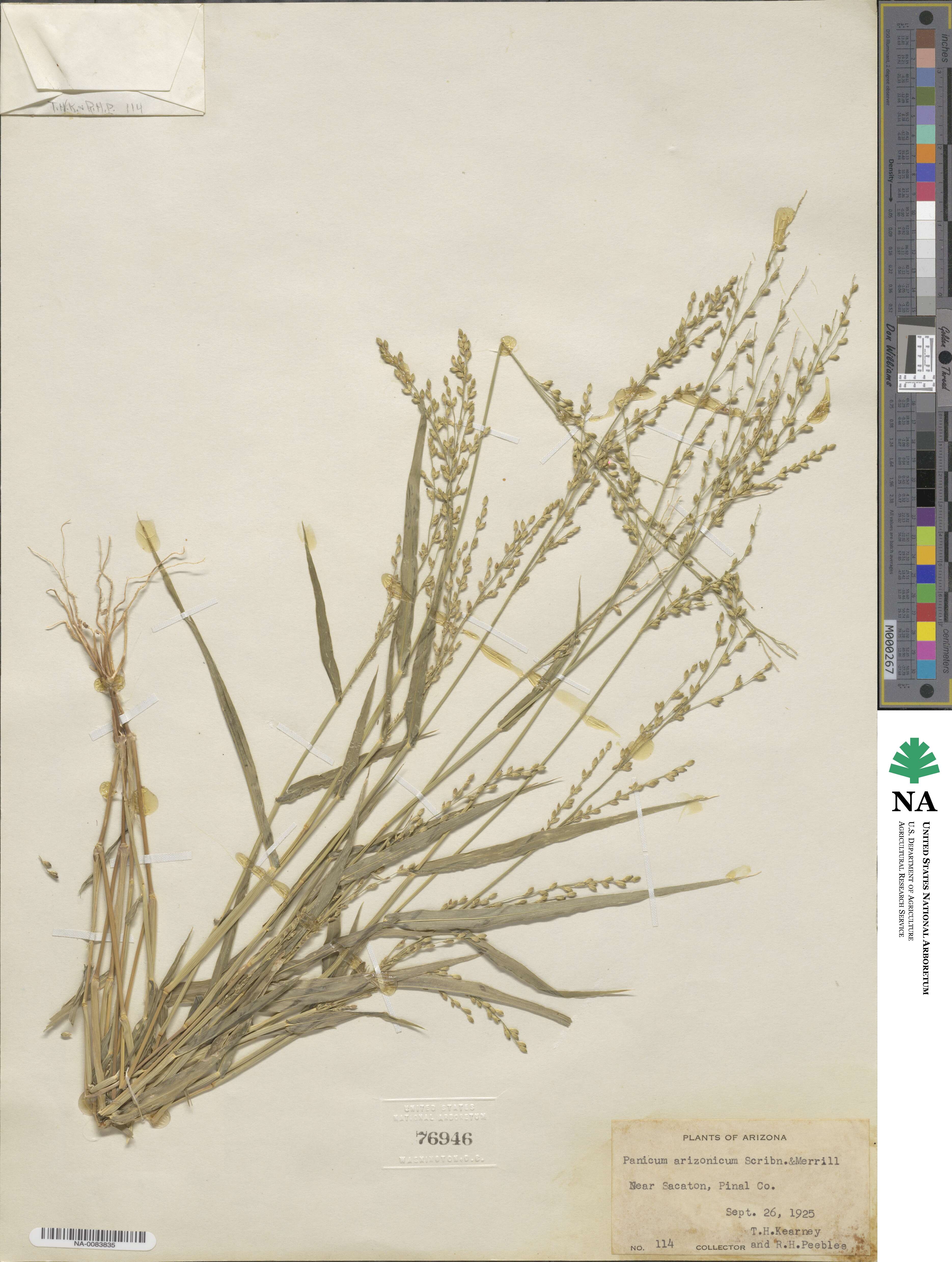 Urochloa arizonica image