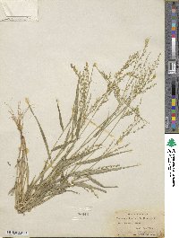 Urochloa arizonica image