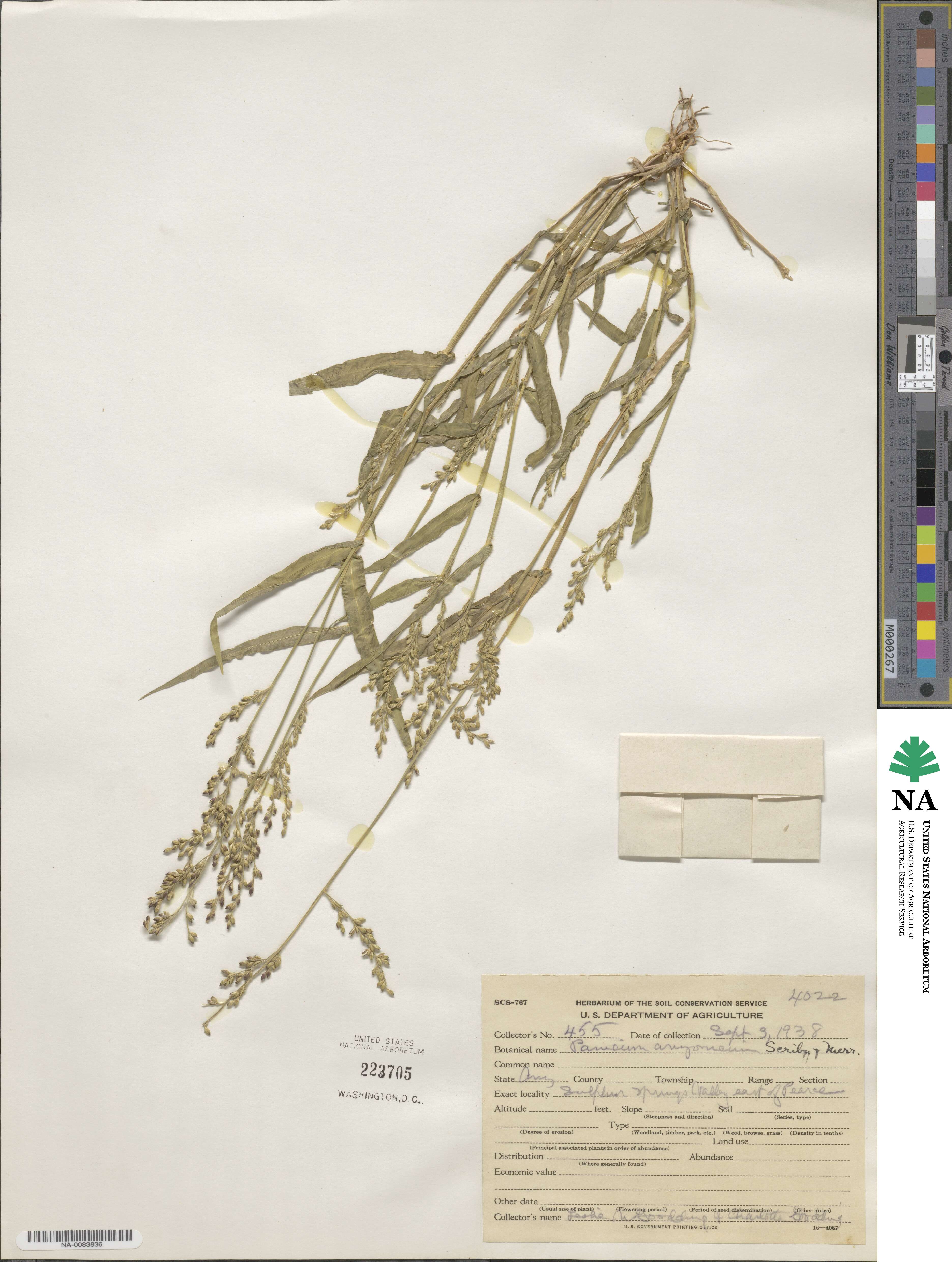Urochloa arizonica image