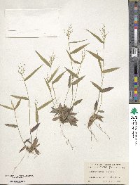 Panicum commutatum image