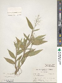 Panicum commutatum image