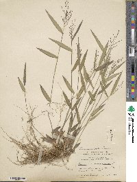 Panicum commutatum image