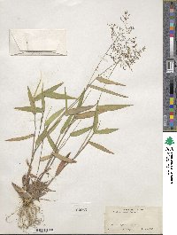 Panicum commutatum image