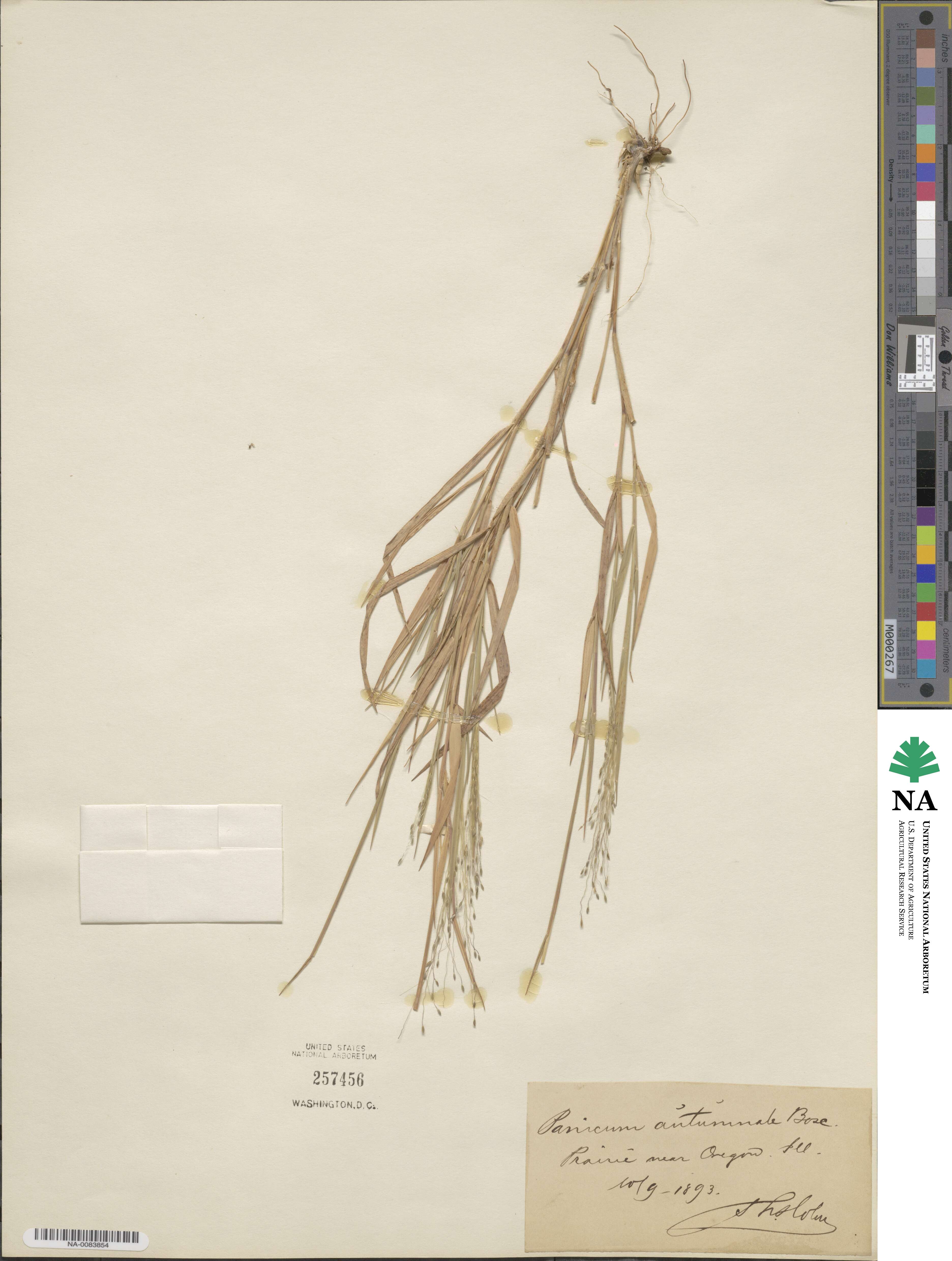 Digitaria cognata image