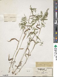 Panicum dichotomum image