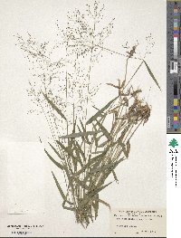 Panicum dichotomum image