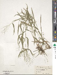 Panicum dichotomum image