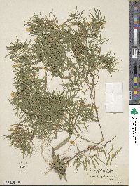 Panicum dichotomum image