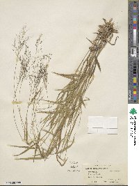 Panicum dichotomum image