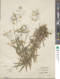 Panicum dichotomum image