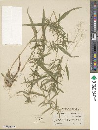 Panicum dichotomum image