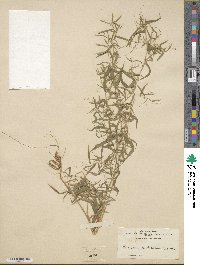 Panicum dichotomum image