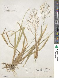 Panicum bartowense image