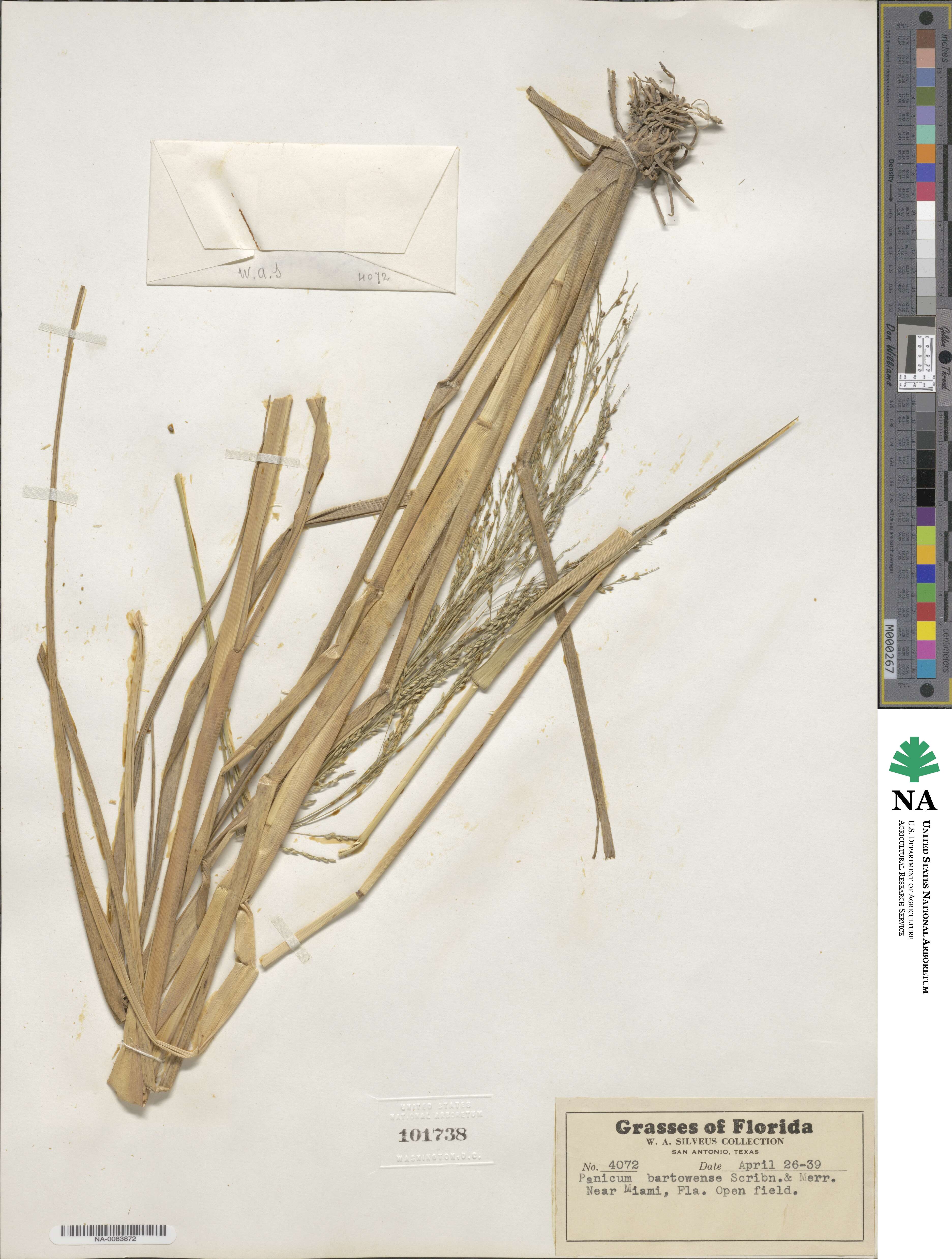 Panicum bartowense image