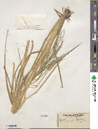 Panicum bartowense image