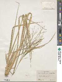 Panicum bartowense image