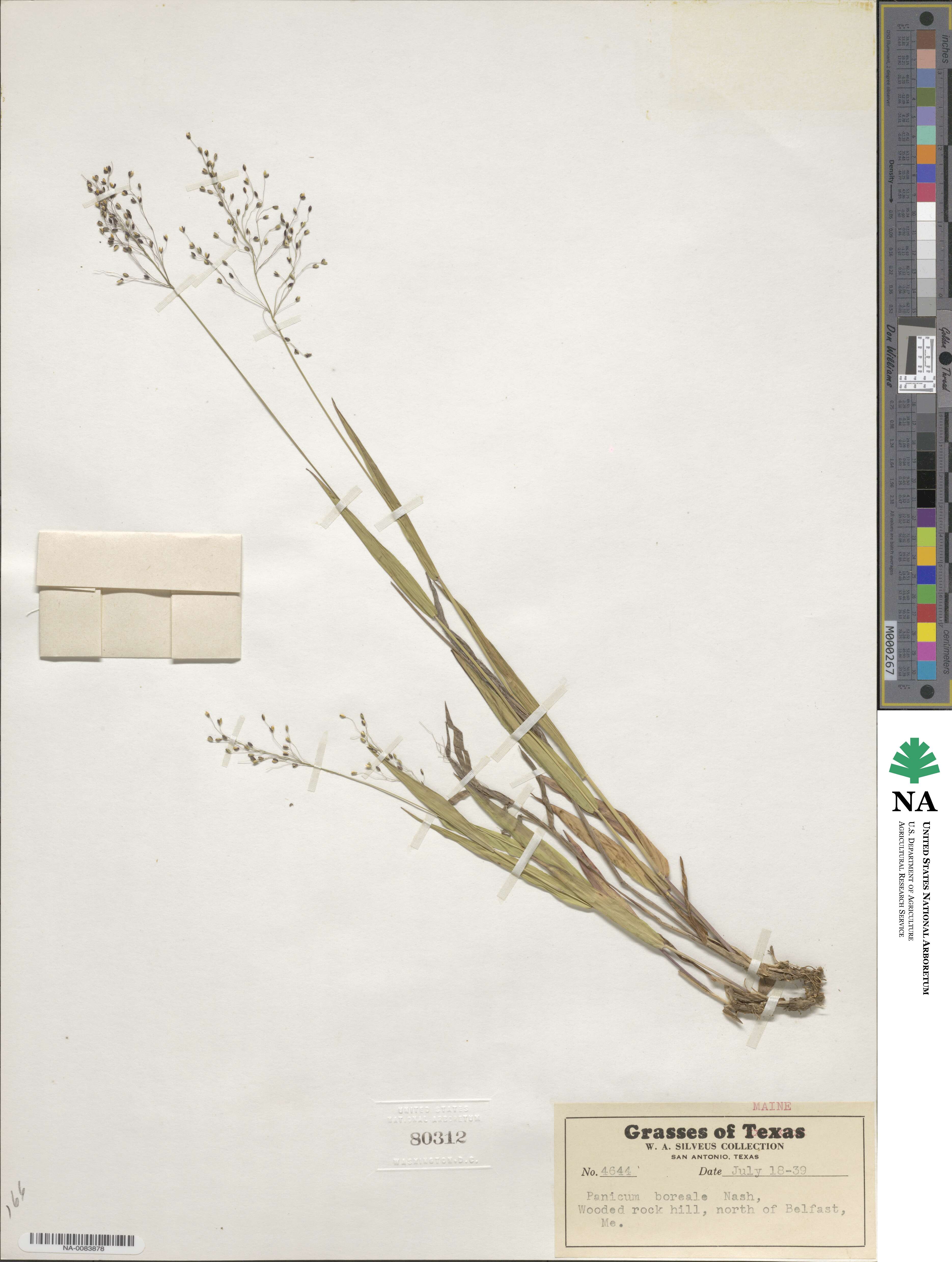 Dichanthelium boreale image