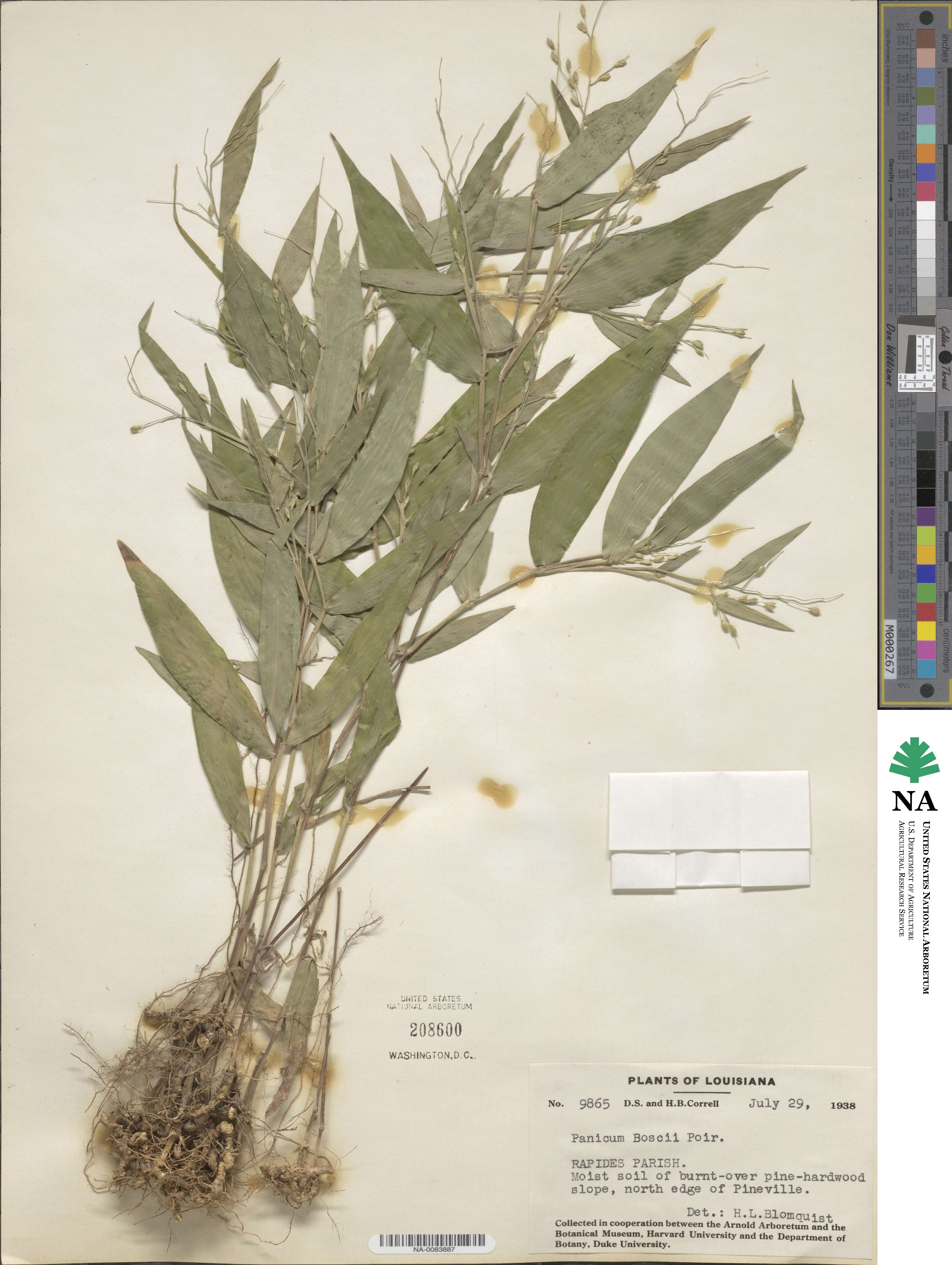 Dichanthelium boscii image