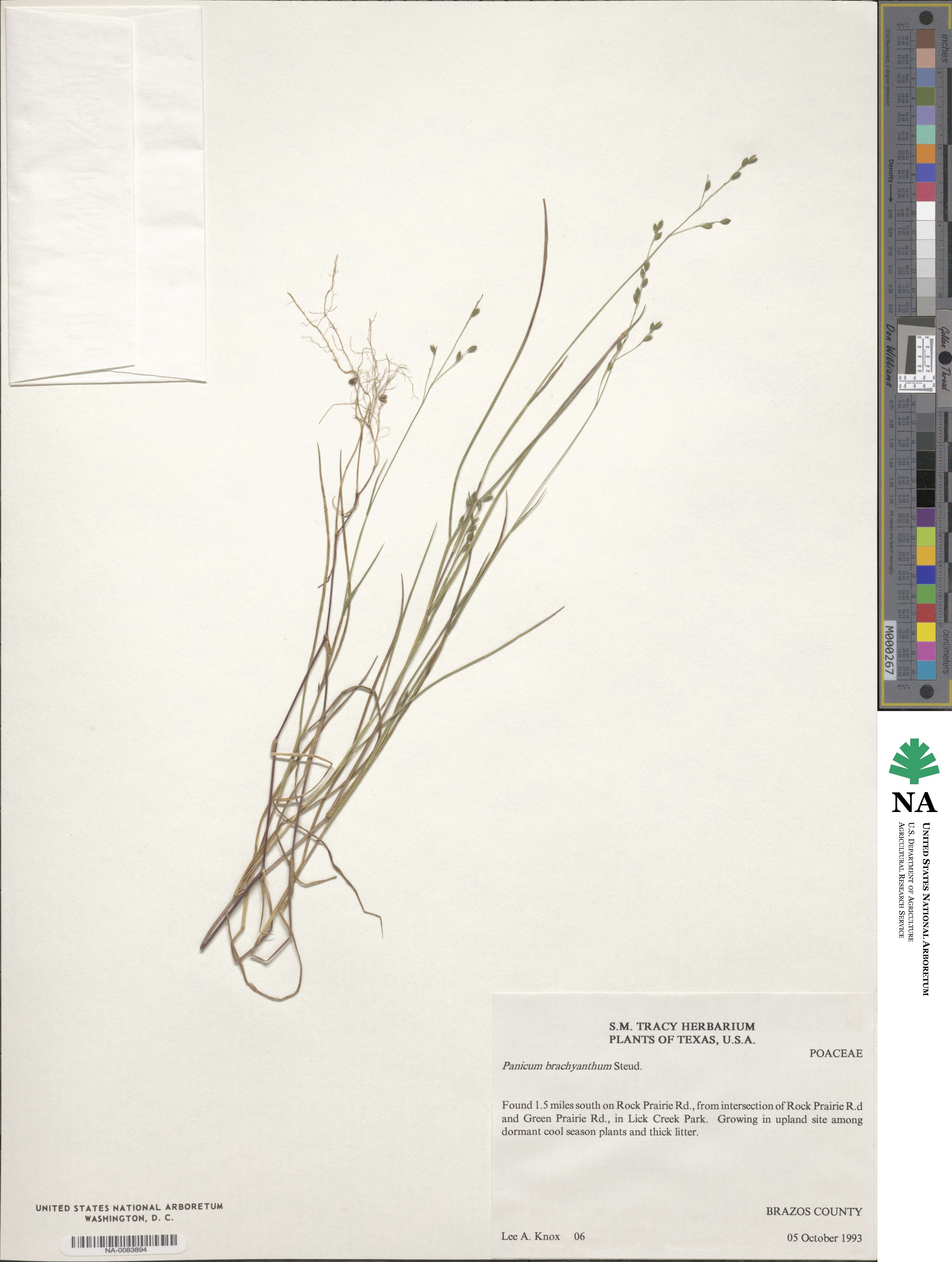 Kellochloa brachyantha image
