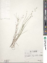 Kellochloa brachyantha image