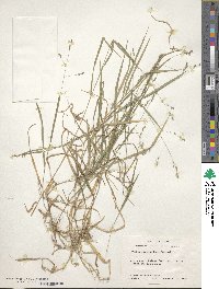 Kellochloa brachyantha image