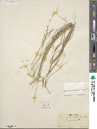 Kellochloa brachyantha image