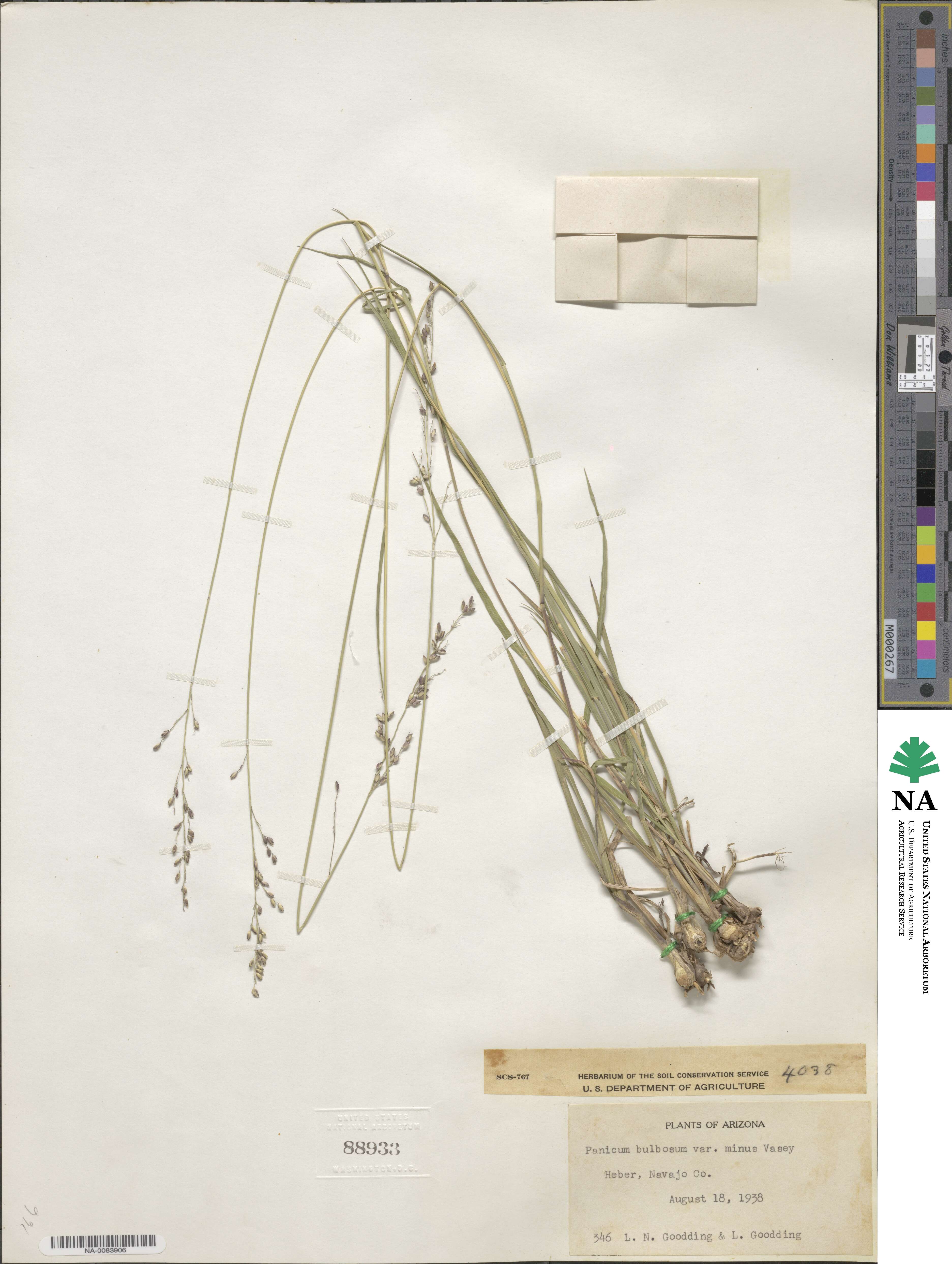 Zuloagaea bulbosa image