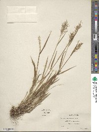 Panicum dichotomum image