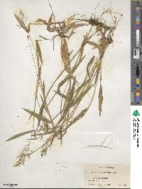 Panicum dichotomum image