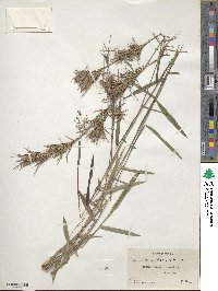 Panicum dichotomum image