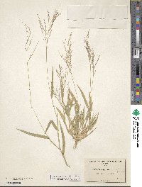 Panicum capillare image