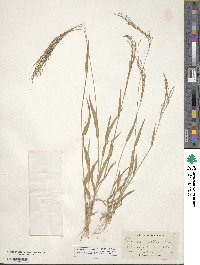 Panicum capillare image