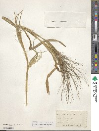 Panicum capillare image