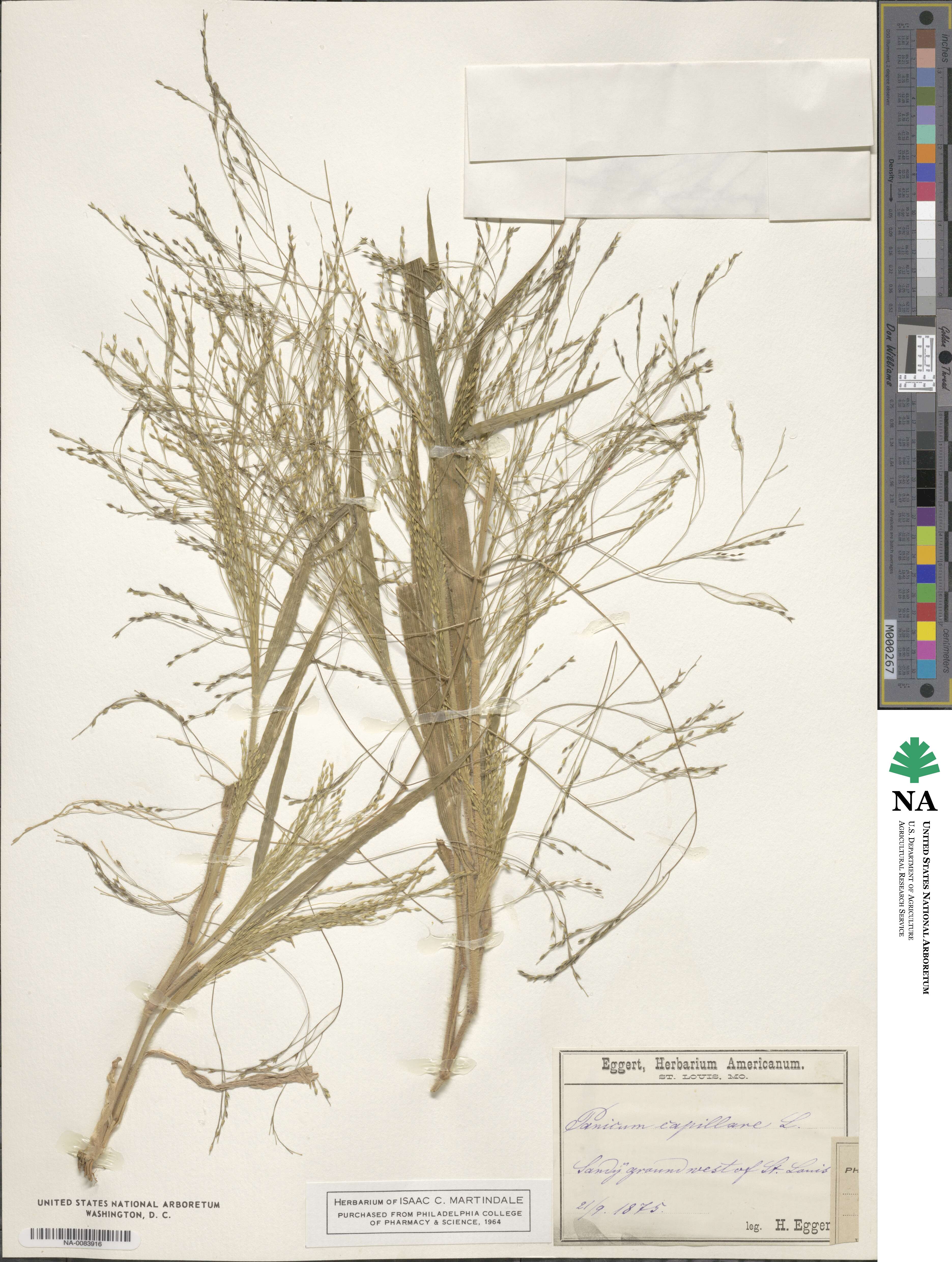 Panicum image