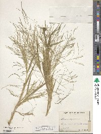 Panicum capillare image