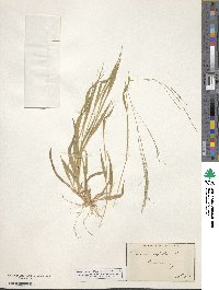 Panicum capillare image